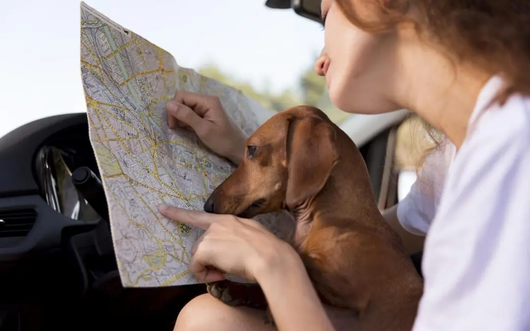 cestovanie so psom