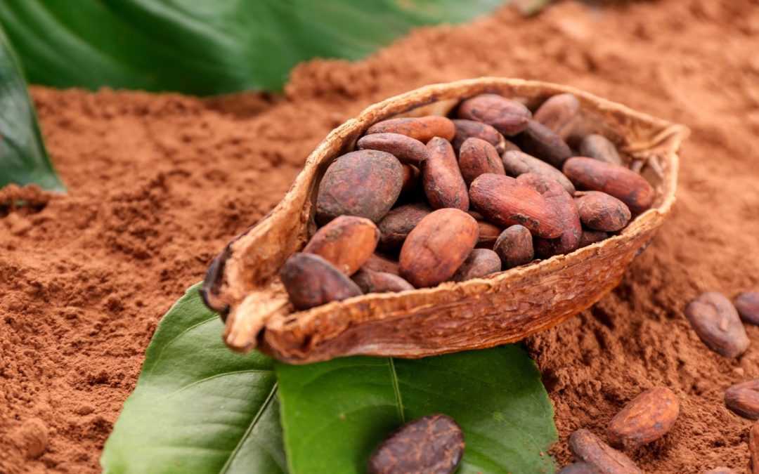 Proxenta investuje do spracovania kubánskeho kakaa